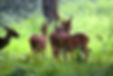 nagarholenational_park.jpg