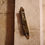 Thumbnail: Mezuzah