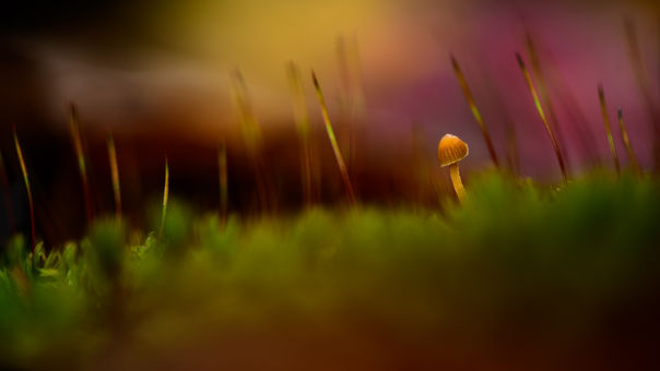 Proxi, macrophotography, proxy, photographie artistique flore, fleur de france, forêt, champignon, champignon magnifique, lumière de fou, belle lumière