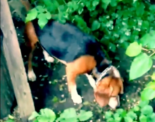 Mock Beagle Hunt