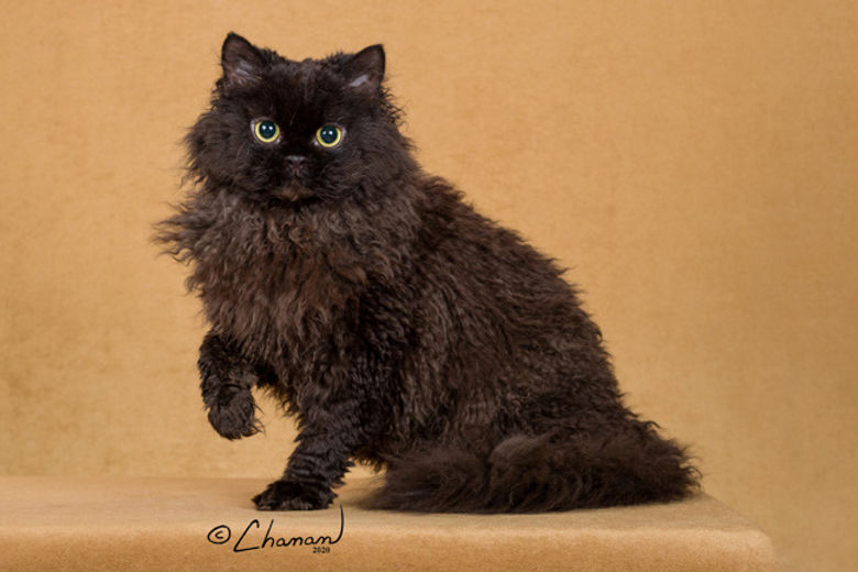 HIGHLANDKATZ BABBALOO OF BLUE AMBER_edited.jpg