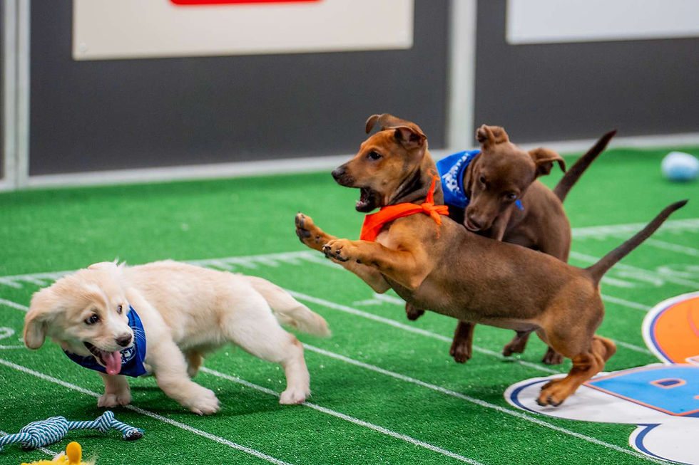 (A puppy from Team Ruff on defense against Team Fluff)