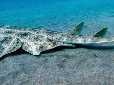 Angel shark captured on camera in Cardigan Bay--first time in 4 years