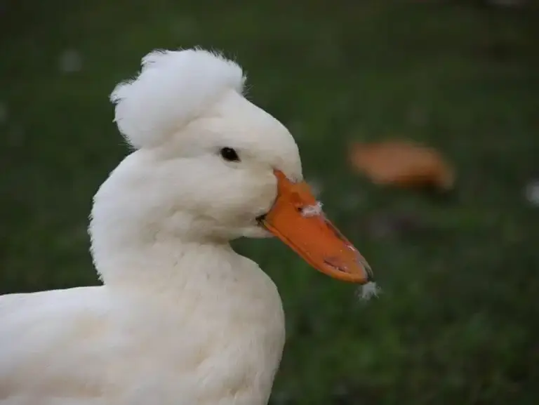 A genetic mutation on a ducks head, a crest.