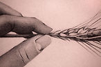 Hand holding a strand of wheat