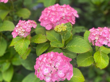 紫陽花