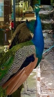 Peacock in Tierra Adentro