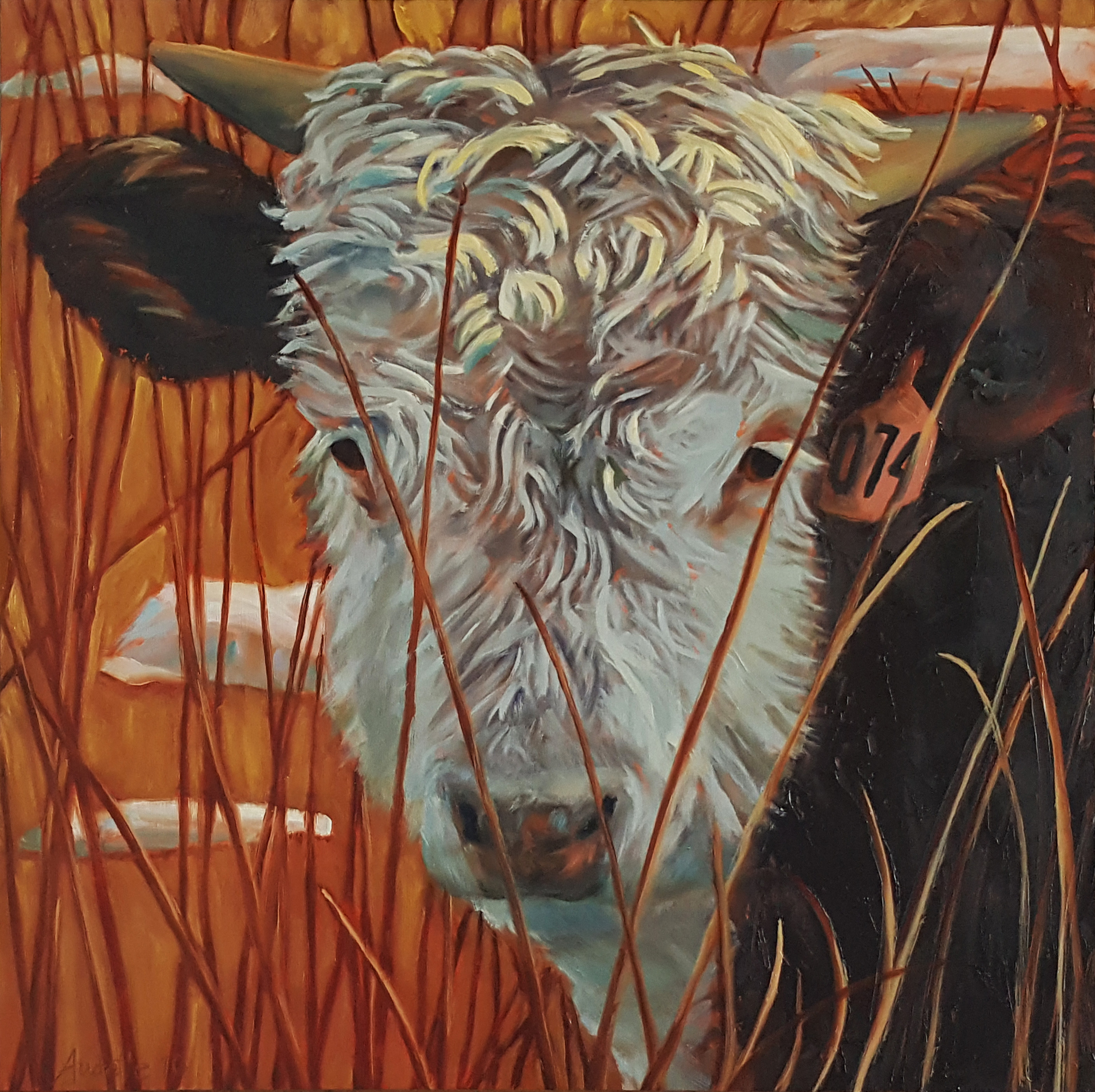 Hereford #074
