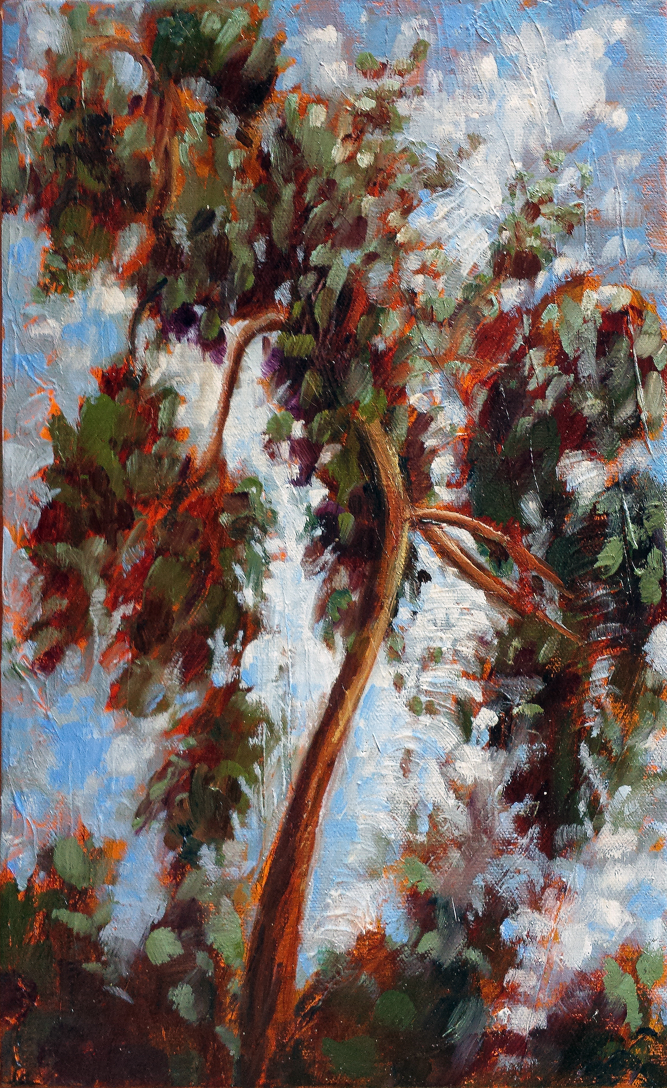 Eucalyptus