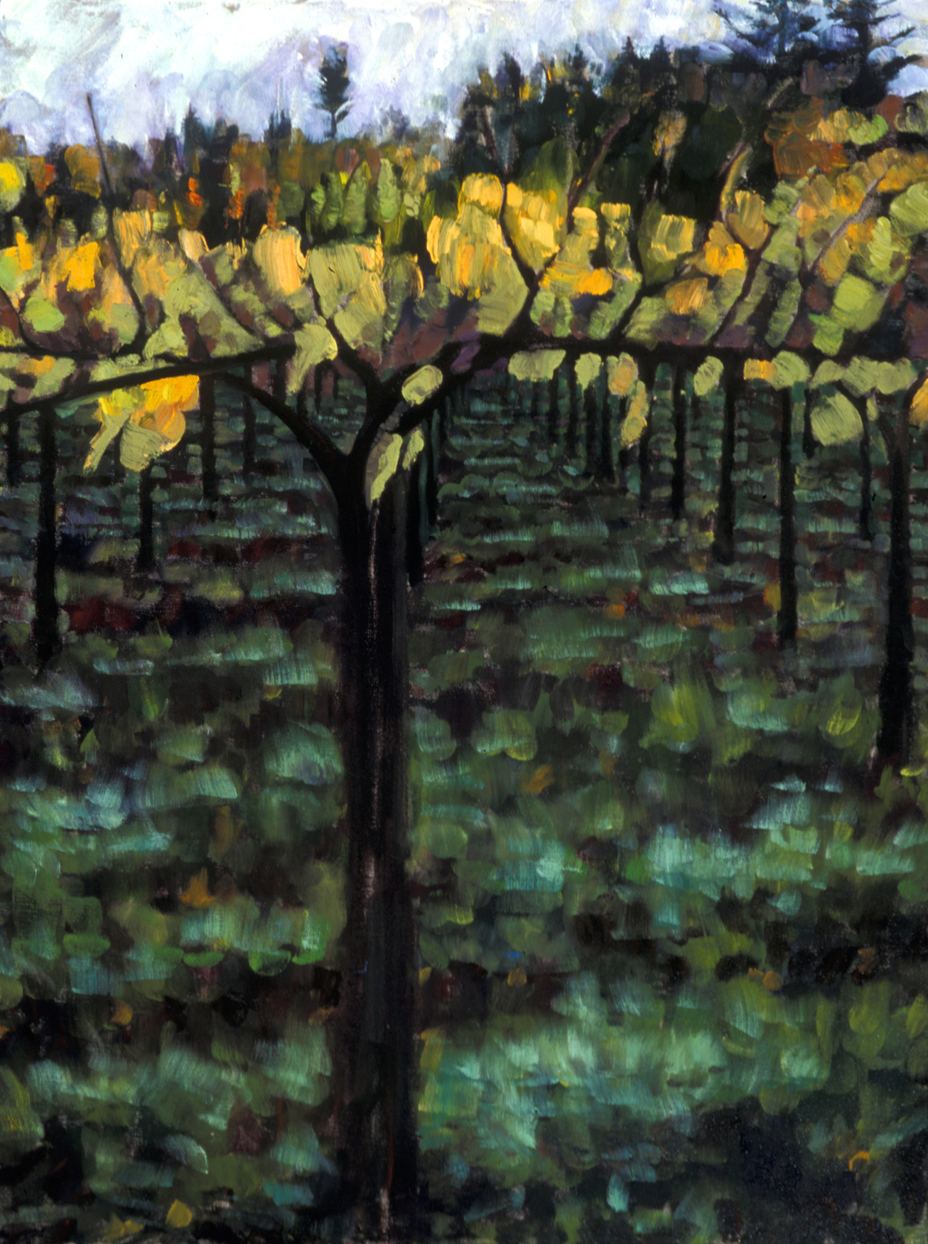 Wishing Well Vines