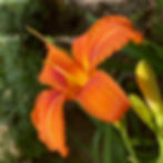 WEEK-END PORTES OUVERTES "LITHA"