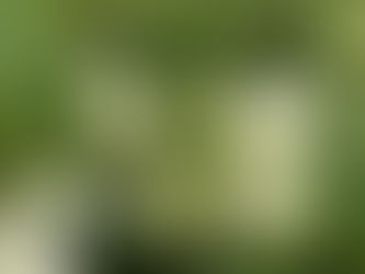 La prochaine fois que vous verrez une fleur ...