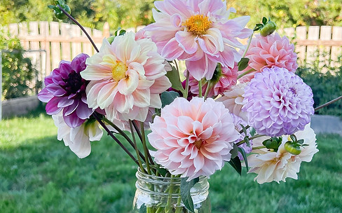 Blue House Flower Farm Dahlias