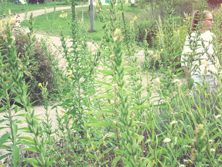 Im Heilpflanzengarten der Weleda in DE