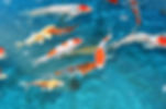 Quality Japenese Koi in stock