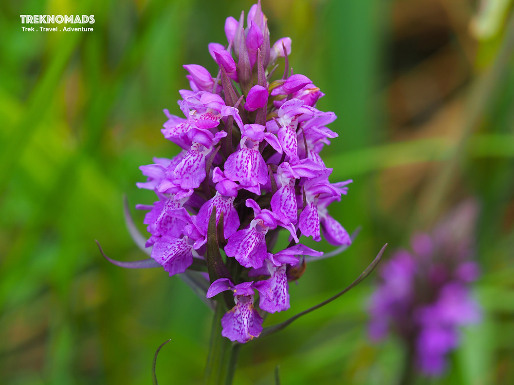 Northern marsh orchid (Dactylorhiza purpurella)
