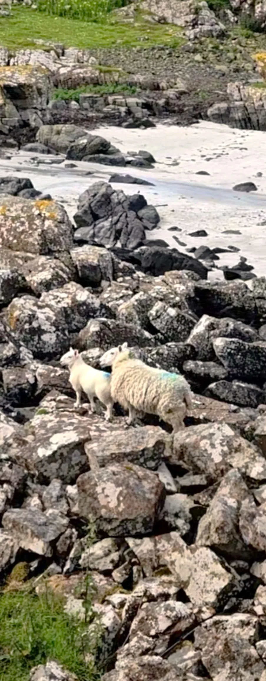 A white sheep and lamb climbing over rocks next to a white sandy beach.