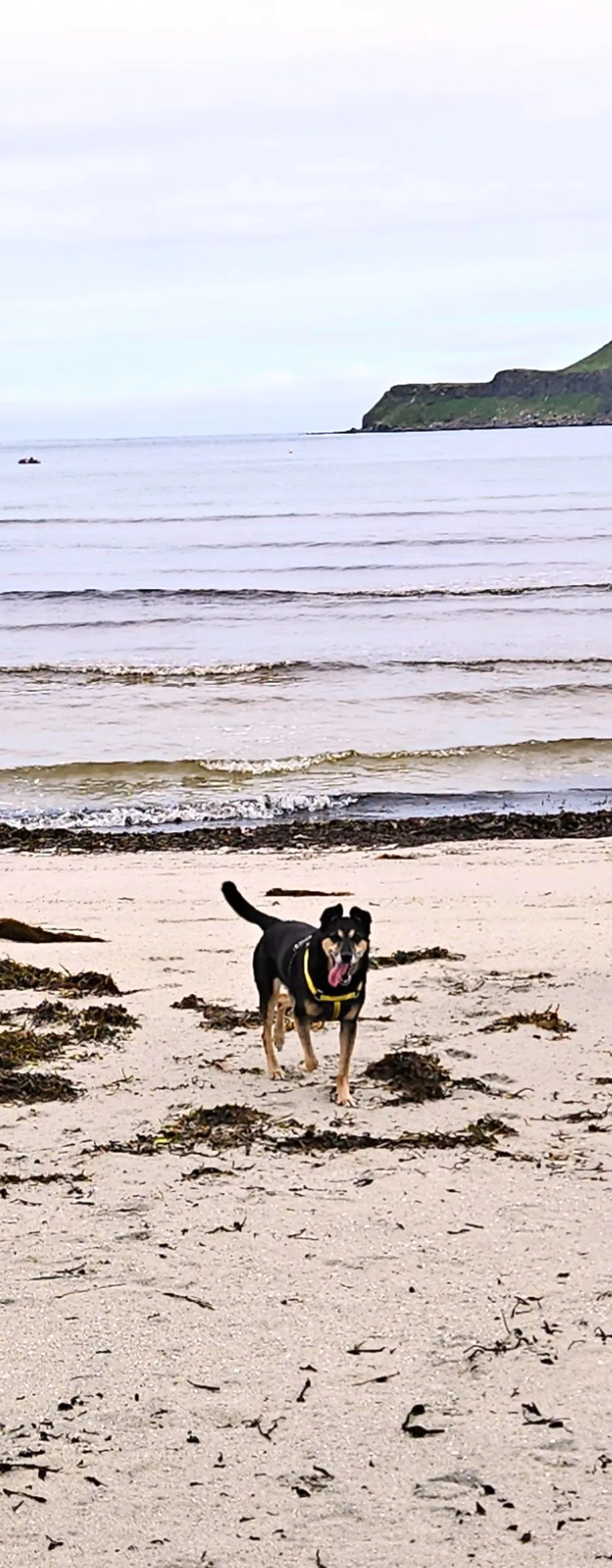 A black and brown dog wearing a yellow harness, with its tongue lolling, on a white sandy beach with small waves behind.