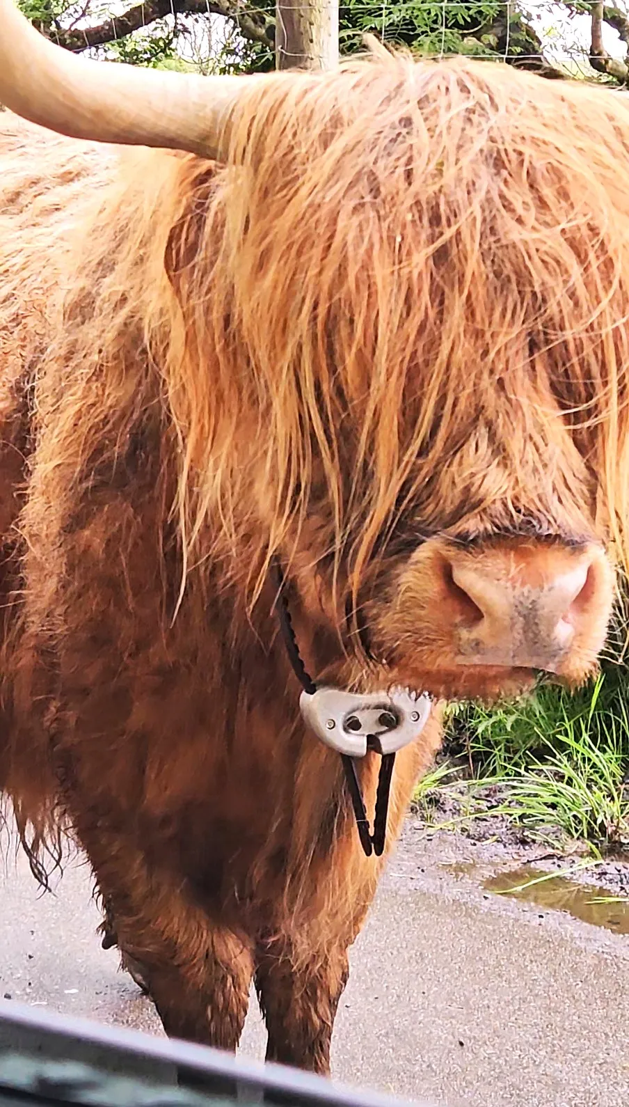 A close-up of a Highland cow - long ginger fringe covering the eyes, some kind of collar round its neck, clearly taken from a car window while driving past as the cow stands in the road.