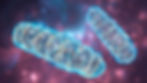 Ocena czynności mitochondriów – Index BHI