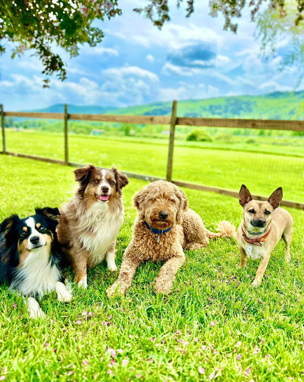 Dog Day Camp And Dog Daycare Brook Run Dog Retreat Bolton VT dog-day-camp-and-dog-daycare-brook-run-dog-retreat-bolton-vt