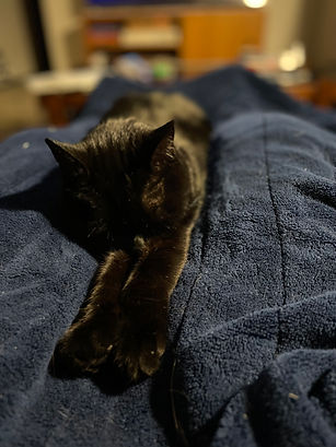 NEKO.jpg