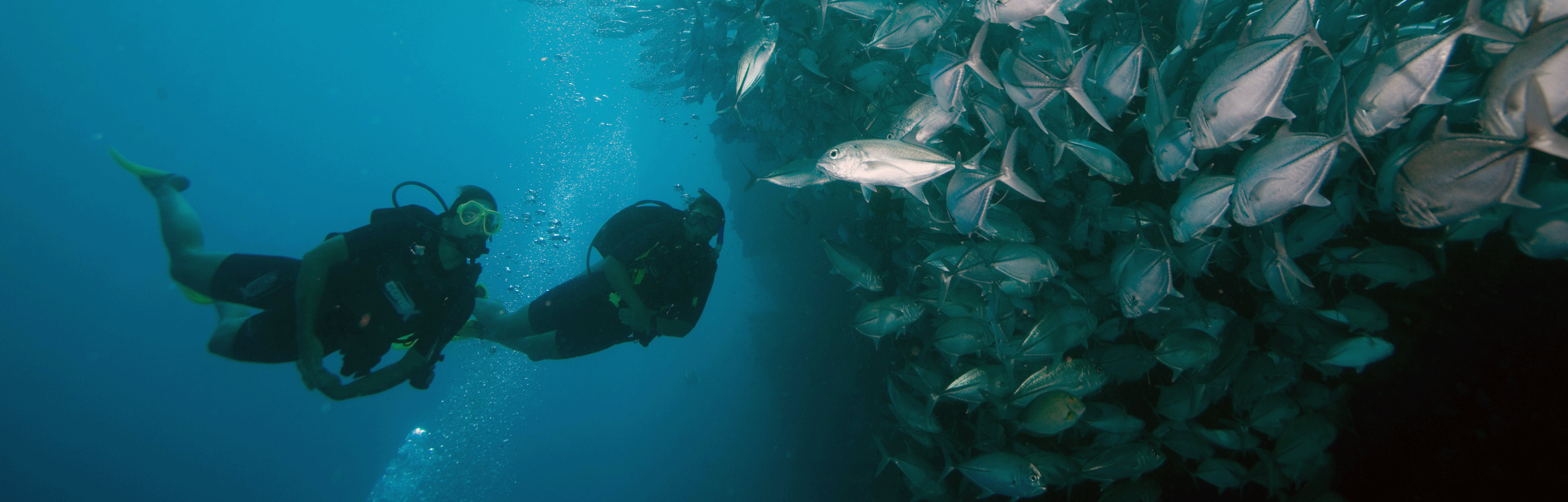 Scuba Divers Swimming Among Shoals Of Fish