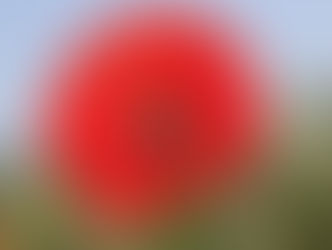 今日の花言葉 ●令和6年 1月23日 火曜日●