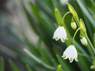 今日の花言葉 ●令和5年 2月17日 金曜日●