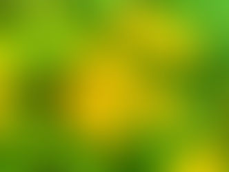 今日の花言葉 ●令和4年 12月1日 木曜日●