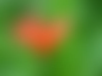 今日の花言葉 ●令和4年 7月3日 日曜日●