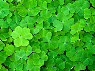 今日の花言葉 ●令和5年 4月4日 火曜日●