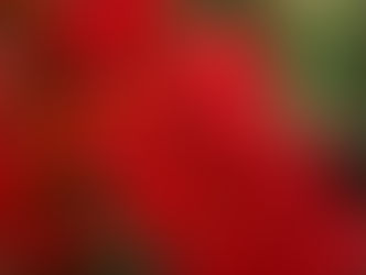 今日の花言葉 ●令和4年 8月31日 水曜日●