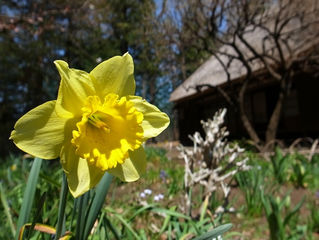 今日の花言葉 ●令和4年 1月13日 木曜日●