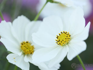 今日の花言葉 ●令和5年 9月8日 金曜日●