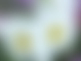 今日の花言葉 ●令和5年 9月8日 金曜日●