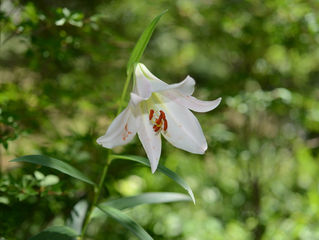 今日の花言葉 ●令和4年 6月17日 金曜日●