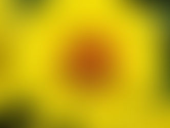 今日の花言葉 ●令和5年 10月2日 月曜日●