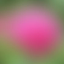 今日の花言葉●令和5年 6月4日 日曜日●