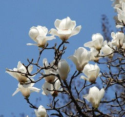 今日の花言葉 ●令和6年 2月23日 金曜日●