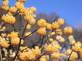 今日の花言葉 ●令和5年 2月15日 水曜日●