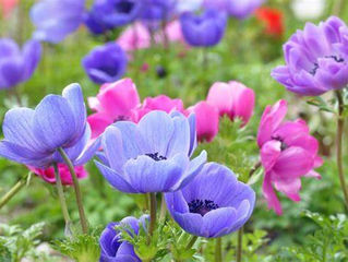 今日の花言葉 ●令和6年 1月10日 水曜日●