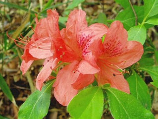 今日の花言葉 ●令和5年 4月16日 日曜日●
