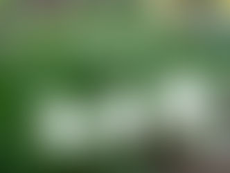 今日の花言葉 ●令和6年 2月17日 土曜日●