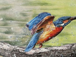 【終了】5/27（火）-6/1（日）2025年 日本ワイルドライフアート協会展／目黒美術館