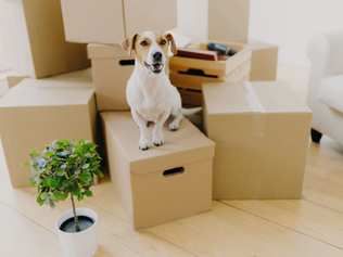 Moving with Pets in Goshen, NY: Tips for a Stress-Free Relocation