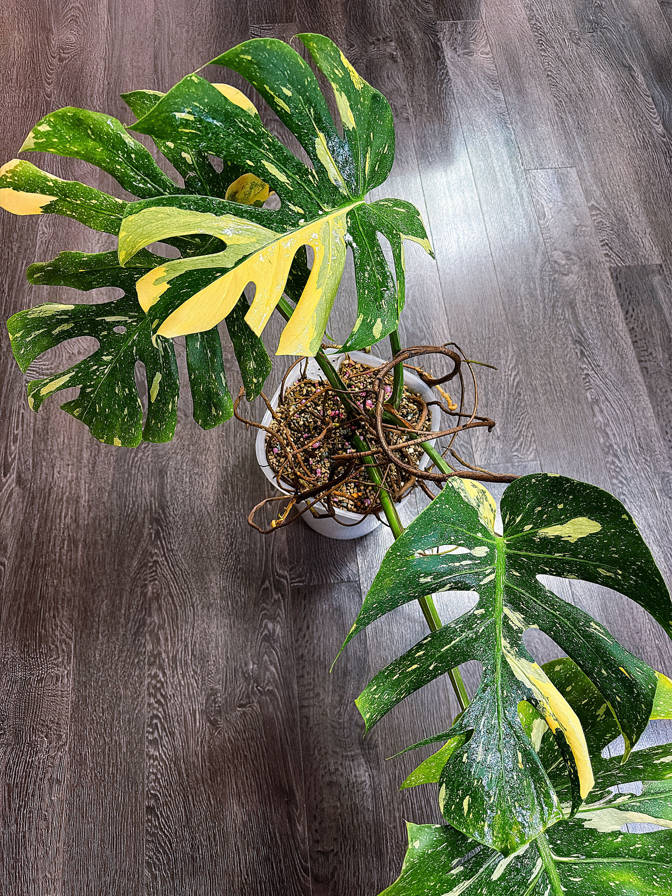 Monstera Thai Constellation - Local Pickup and Delivery Only