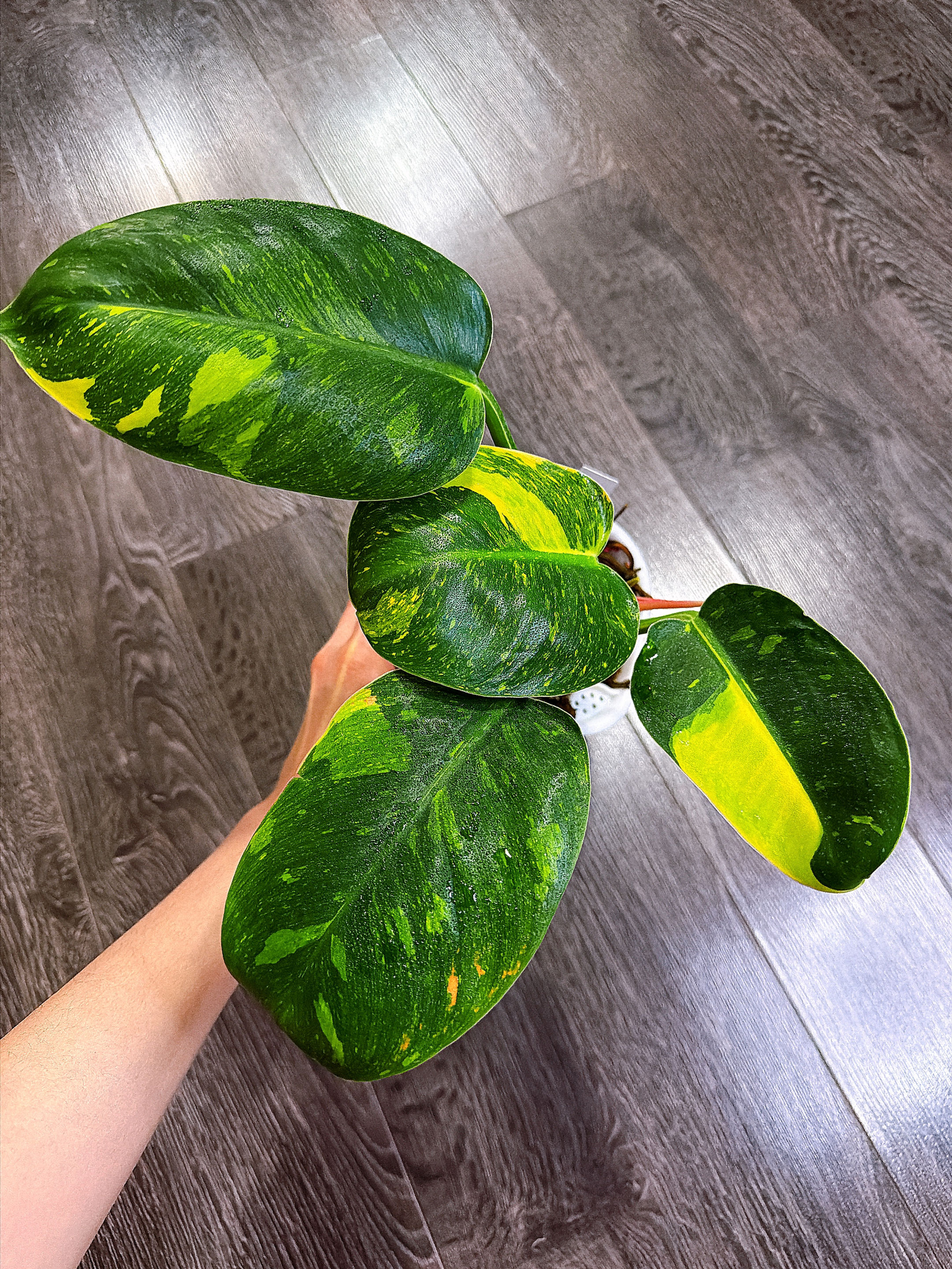 Philodendron Green Congo Hybrid - Local Pickup and Delivery Only