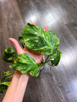 Our Little Green Life