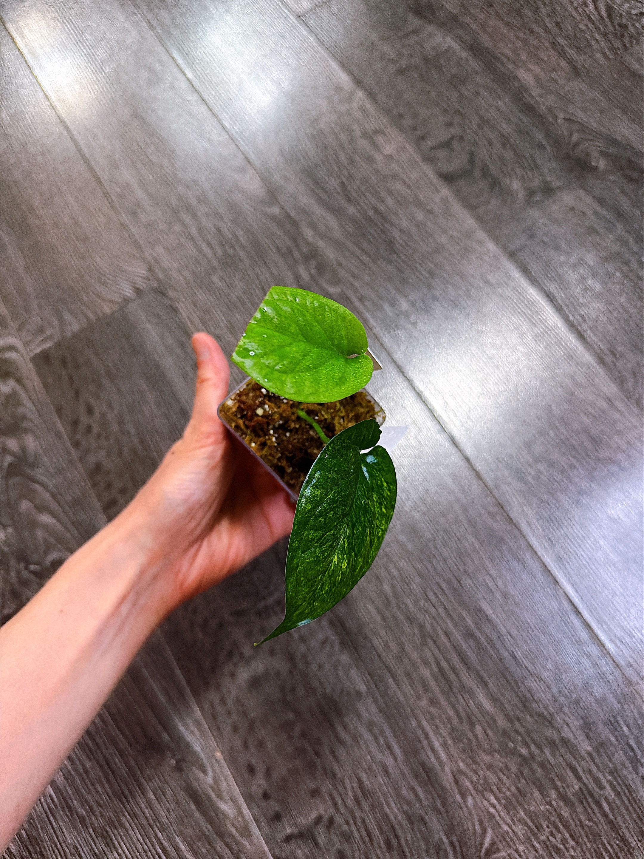 Amydrium Medium Galaxy Variegated(Top Rooted Cutting)